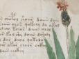 Хіти тижня. Вчені знайшли ключ до найбільш загадкового рукопису світу