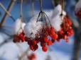 Один із символів сили і довголіття: Дієтологиня розповіла, чому зараз саме час їсти калину