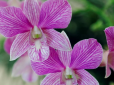 А  ви це знали? Чому не можна тримати орхідеї вдома - названо чотири причини