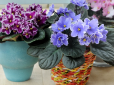 Чому не цвітуть фіалки? Допоможуть два копійчані засоби