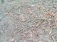 Обмінний фонд поповнено: Бійці ССО взяли в полон двох росіян у Курській області (відео)