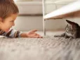 Батьки звернулись до лікарів занадто пізно: На Львівщині діти втратили зір через... кота