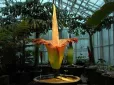 Цвіте лише раз на кілька років: У Німеччині з ботанічного саду вкрали найсмердючішу квітку в світі