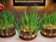 Все просто! Як посадити цибулю на підвіконні, щоб росла цілий рік