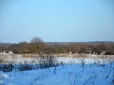 Це вражає! На Львівщині сфотографували стадо з понад 100 зубрів