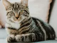Маємо спільні біологічні процеси! Коти можуть допомогти людям в лікуванні раку - ось що встановили вчені