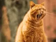 Є причина! Чому коти так люблять, коли їх гладять зубною щіткою