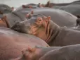 ​У Колумбії планують винищити 