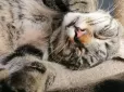 Спосіб є! Як віднадити чужих котів від вашого подвір’я