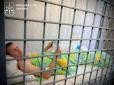 Затримали організатора трагічної виставки під Києвом, де загинули люди - захід провели без дозволу військових