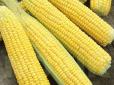 Дешево та суперкорисно: Секретний продукт для зміцнення імунітету